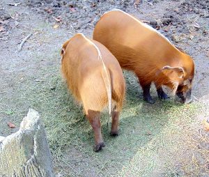 Red River Hogs