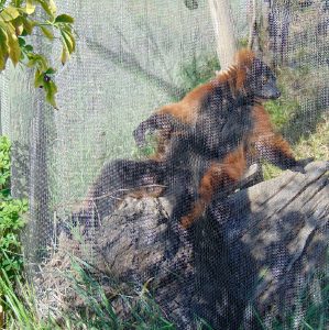 Red Ruffed Lemur