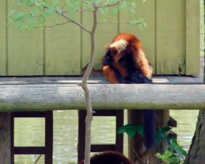 Red Ruffed Lemur on Lemur Island