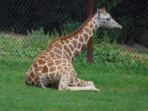 Reticulated Giraffe