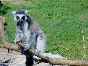 Ring-tail Lemur