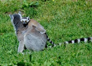 Ring-tail Lemur & Baby