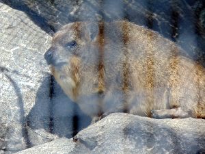 Rock Hyrax