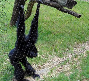 Siamang