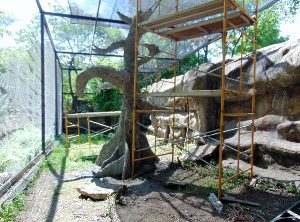 Spider Monkey Habitat Renovation