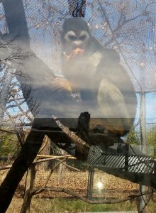 Squirrel Monkey