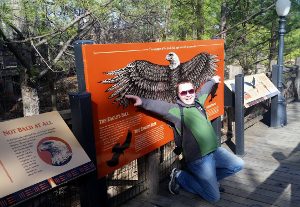 Steve vs. Eagle Wingspan