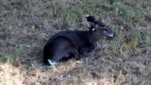 Tufted Deer