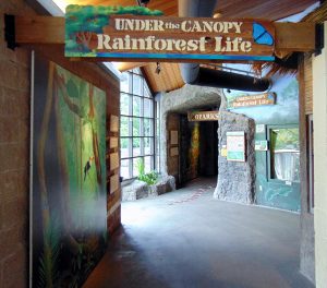 Under the Canopy Rainforest Life Diversity of Life (Herpetarium)