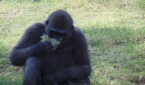 Western Lowland Gorilla