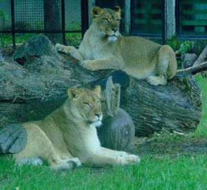 African Lionesses