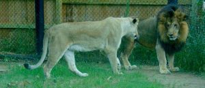 African Lions