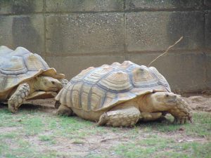 African Spur Thigh Tortoise