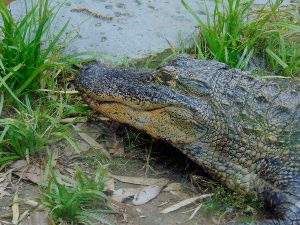 American Alligator