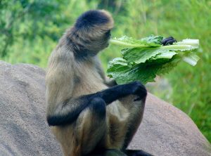 Black Handed Spider Monkey