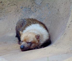 Bush Dog