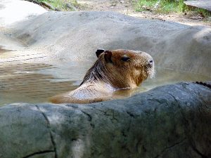 Capybara