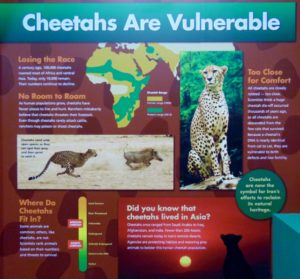 Cheetah are Vulnerable Educational Signage