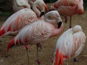 Chilean Flamingo