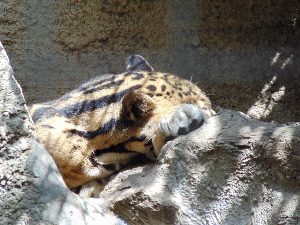 Clouded Leopard