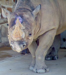 Eastern Black Rhino