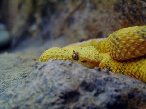 Eyelash Viper