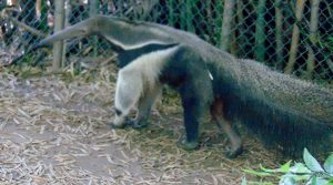 Giant Anteater