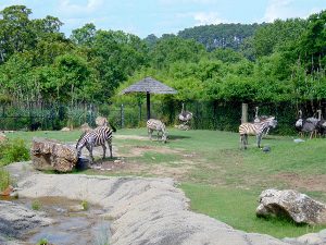 Grant's Zebra and Ostrich