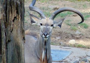 Greater Kudu