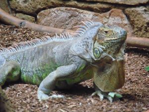 Green Iguana