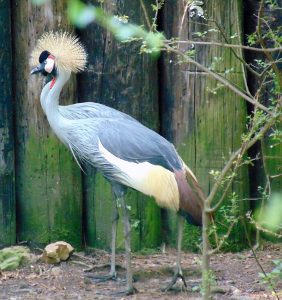 Grey Crowned Crane