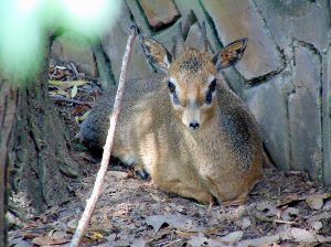 Kirk's Dik Dik