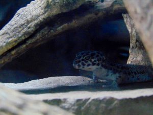 Leopard Gecko