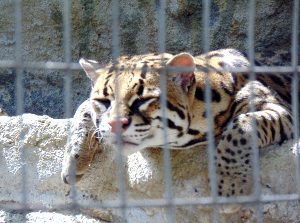 Ocelot