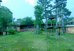 Orangutan Habitat