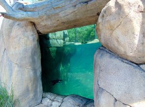 Penguin Pointe Habitat Viewing