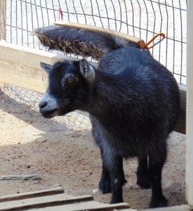 Pygmy Goat