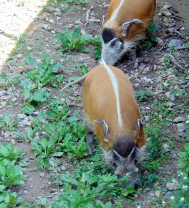 Red River Hog