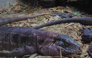 Red Tegu