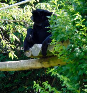 Siamang