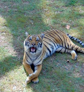 Sumatran Tiger