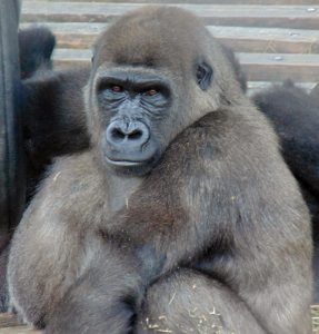 Western Lowland Gorilla