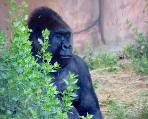 Western Lowland Gorilla