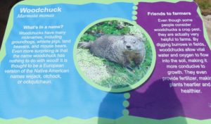 Woodchuck Species Sign