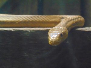 Yellow Rat Snake