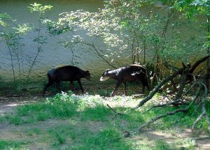 Yellow Backed Duiker