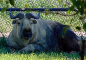 Sichuan Takin