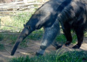 South American Giant Anteater