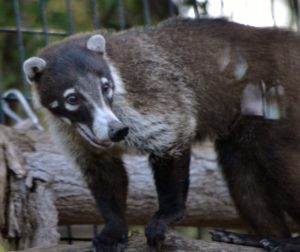 Coati