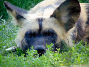 African Painted Dog